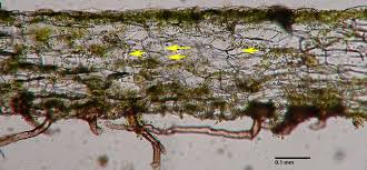 Attēlu rezultāti vaicājumam “Pellia epiphylla”