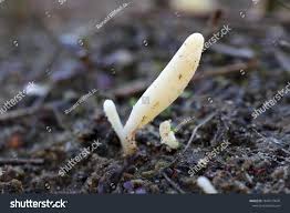 Attēlu rezultāti vaicājumam “Clavaria argillacea”