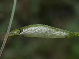 Attēlu rezultāti vaicājumam “Ancylis badiana”