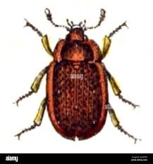 Attēlu rezultāti vaicājumam “Ostoma ferruginea”