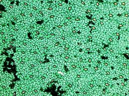 Attēlu rezultāti vaicājumam “Vicia faba leaf”