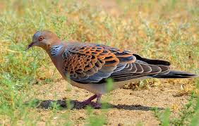 Image result for Streptopelia orientalis