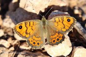 Attēlu rezultāti vaicājumam “Lasiommata megera underside”