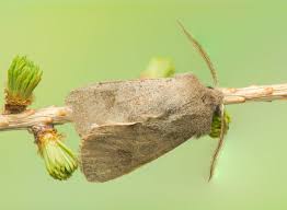 Attēlu rezultāti vaicājumam “Orthosia populeti”