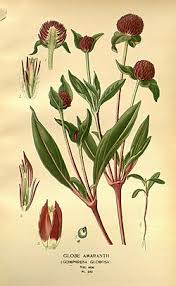 Image result for Kugelamarant