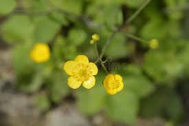 Attēlu rezultāti vaicājumam “Ranunculus lanuginosus bud”