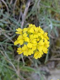 Image result for Alyssum diffusum