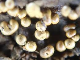 Attēlu rezultāti vaicājumam “Trichia varia”