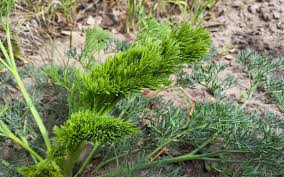 Attēlu rezultāti vaicājumam “Umbelliferae”