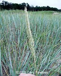Attēlu rezultāti vaicājumam “Leymus arenarius”