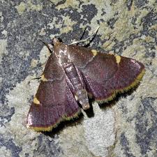 Attēlu rezultāti vaicājumam “Hypsopygia glaucinalis”