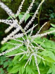 Image result for Aruncus dioicus