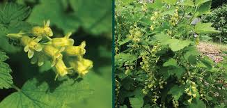 Attēlu rezultāti vaicājumam “Ribes nigrum leaf”