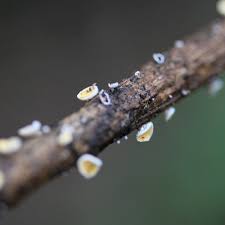Attēlu rezultāti vaicājumam “Leocarpus sp.”