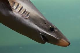 Image result for Galeorhinus galeus