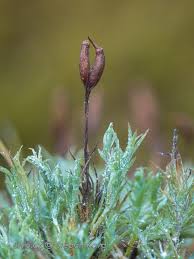 Attēlu rezultāti vaicājumam “Saelania glaucescens”