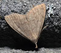 Attēlu rezultāti vaicājumam “Polypogon tentacularius”