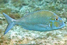 Image result for Calamus nodosus