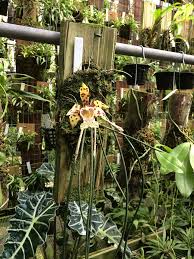 Attēlu rezultāti vaicājumam “Heterotrichia oerstedii (syn. Arcyria oerstedii) stalked”