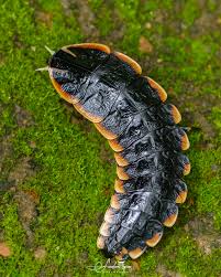 Attēlu rezultāti vaicājumam “Lampyris noctiluca larva”