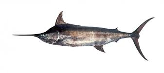 Image result for Istiophorus platypterus