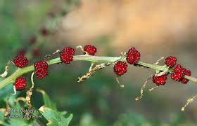 Image result for chenopodium foliosum