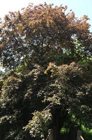 Attēlu rezultāti vaicājumam “Prunus cerasifera var. divaricata bud”