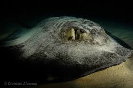 Image result for Styracura pacifica