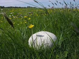 Attēlu rezultāti vaicājumam “Calvatia utriformis”