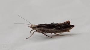 Attēlu rezultāti vaicājumam “Ypsolopha scabrella”