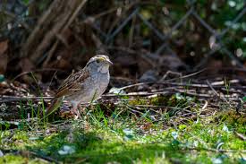 Image result for Zonotrichia albicollis