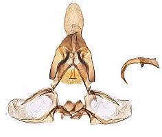 Attēlu rezultāti vaicājumam “Dichelia histrionana”