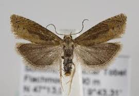 Attēlu rezultāti vaicājumam “Eucosma aspidiscana”