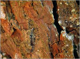 Attēlu rezultāti vaicājumam “Arthonia spadicea”