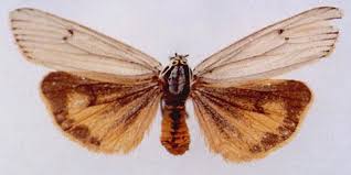 Attēlu rezultāti vaicājumam “Spiris striata”