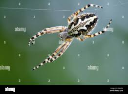 Attēlu rezultāti vaicājumam “Aculepeira ceropegia”