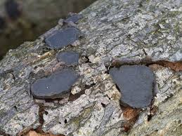 Attēlu rezultāti vaicājumam “Biscogniauxia granmoi”