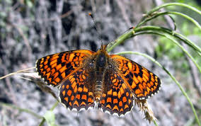 Attēlu rezultāti vaicājumam “Melitaea phoebe underside”