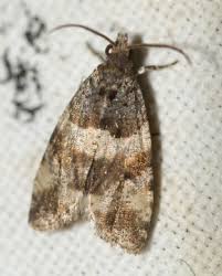 Attēlu rezultāti vaicājumam “Orthotaenia undulana”