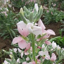 Image result for Levkoje