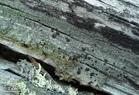 Attēlu rezultāti vaicājumam “Trapeliopsis flexuosa”