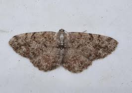 Attēlu rezultāti vaicājumam “Aethalura punctulata”