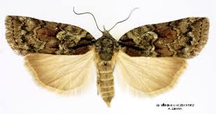 Attēlu rezultāti vaicājumam “Nycteola degenerana”