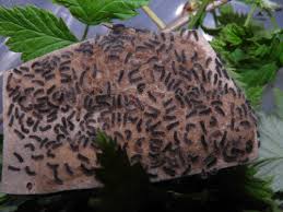 Attēlu rezultāti vaicājumam “Lymantria dispar larva”