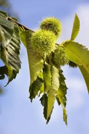 Attēlu rezultāti vaicājumam “Castanea sativa  fruit”