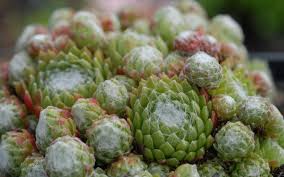 Image result for echtes Hauswurz