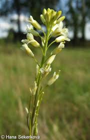 Attēlu rezultāti vaicājumam “Arabis glabra”