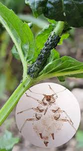 Attēlu rezultāti vaicājumam “Aphididae”