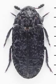 Attēlu rezultāti vaicājumam “Dermestes murinus”