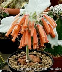 Image result for Sinningia